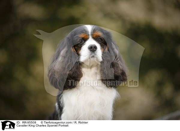 Cavalier King Charles Spaniel Portrait / RR-95508