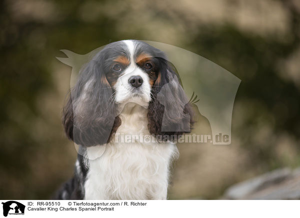 Cavalier King Charles Spaniel Portrait / RR-95510
