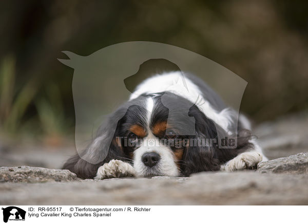 lying Cavalier King Charles Spaniel / RR-95517
