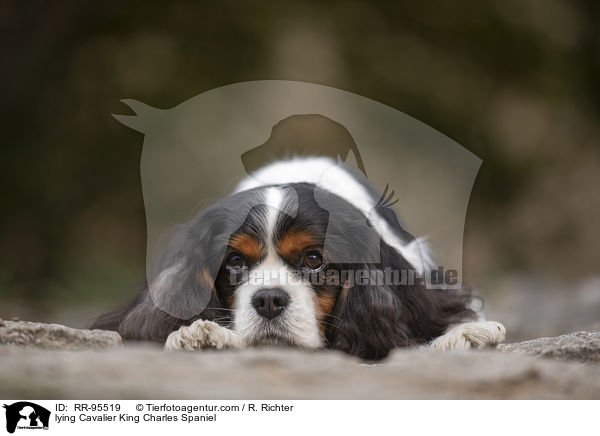 lying Cavalier King Charles Spaniel / RR-95519