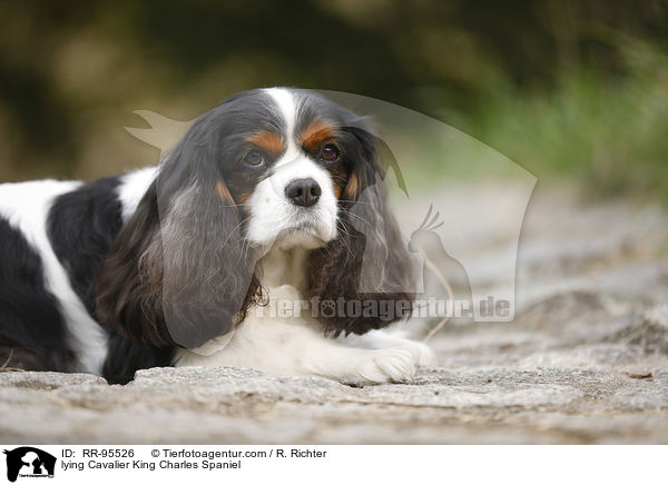 lying Cavalier King Charles Spaniel / RR-95526