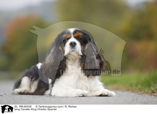 lying Cavalier King Charles Spaniel / RR-95536