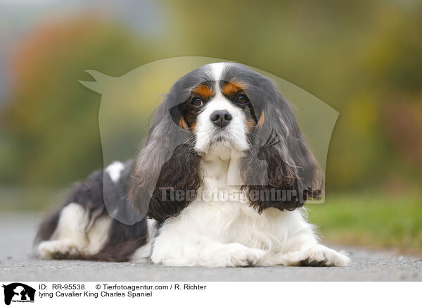 lying Cavalier King Charles Spaniel / RR-95538