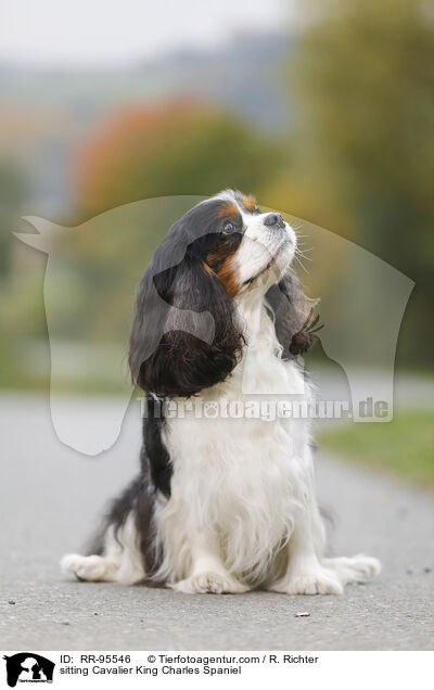 sitting Cavalier King Charles Spaniel / RR-95546