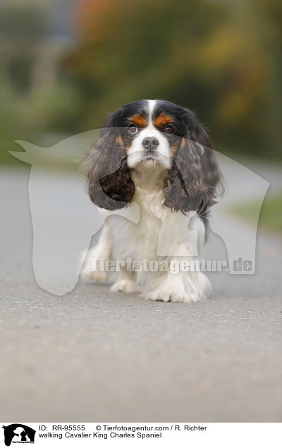 walking Cavalier King Charles Spaniel / RR-95555