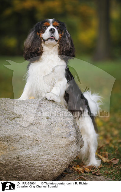 Cavalier King Charles Spaniel / RR-95601