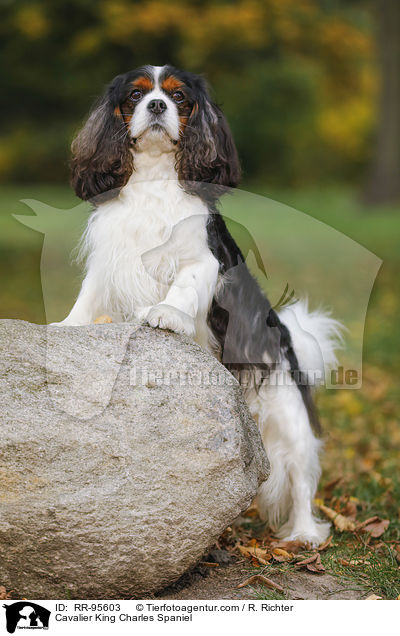 Cavalier King Charles Spaniel / RR-95603