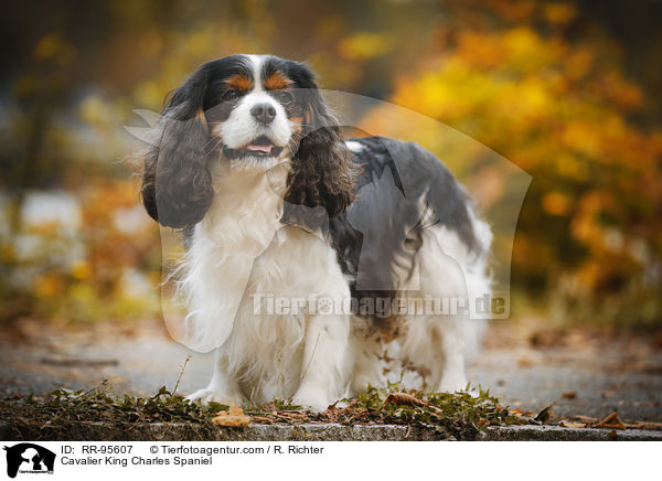 Cavalier King Charles Spaniel / RR-95607
