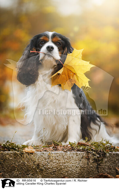 sitting Cavalier King Charles Spaniel / RR-95616