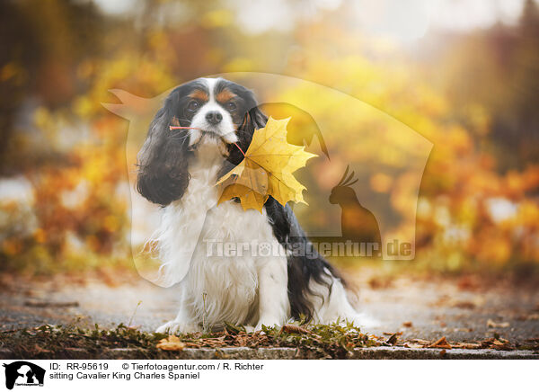 sitting Cavalier King Charles Spaniel / RR-95619