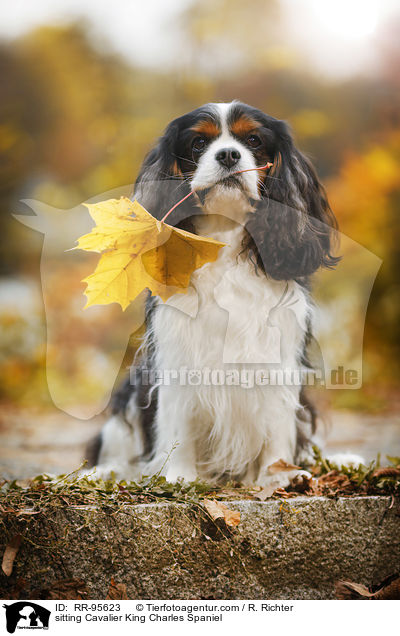 sitting Cavalier King Charles Spaniel / RR-95623