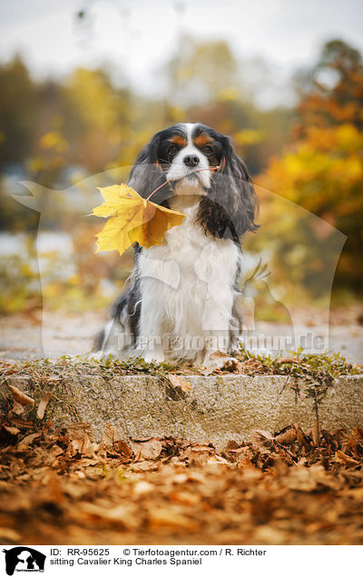 sitting Cavalier King Charles Spaniel / RR-95625