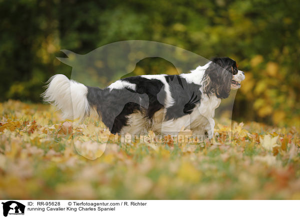 running Cavalier King Charles Spaniel / RR-95628