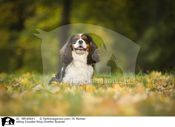 sitting Cavalier King Charles Spaniel / RR-95641
