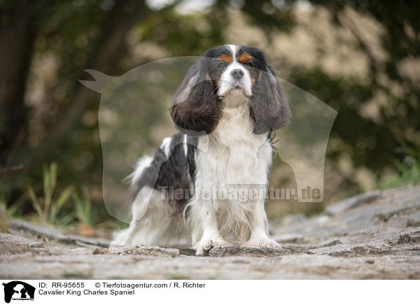 Cavalier King Charles Spaniel / RR-95655