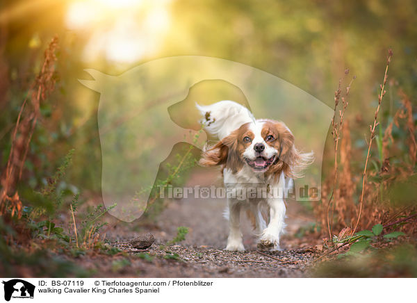 laufender Cavalier King Charles Spaniel / walking Cavalier King Charles Spaniel / BS-07119