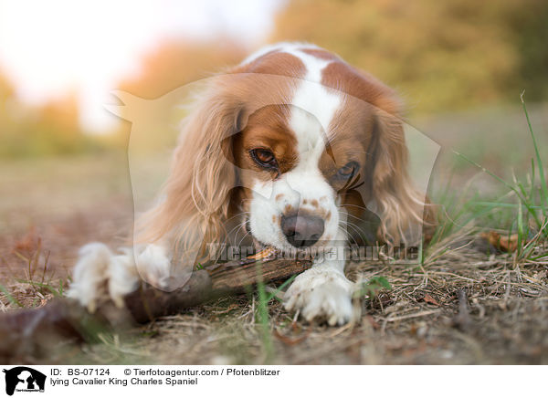 liegender Cavalier King Charles Spaniel / lying Cavalier King Charles Spaniel / BS-07124