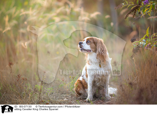 sitting Cavalier King Charles Spaniel / BS-07130