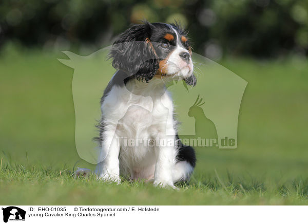 young Cavalier King Charles Spaniel / EHO-01035
