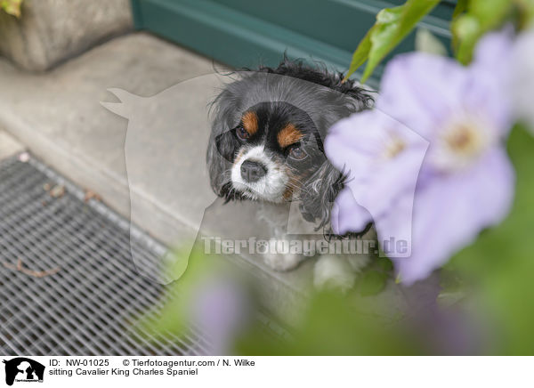 sitting Cavalier King Charles Spaniel / NW-01025