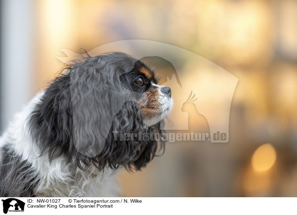Cavalier King Charles Spaniel Portrait / NW-01027