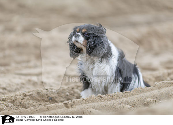 sitting Cavalier King Charles Spaniel / NW-01030