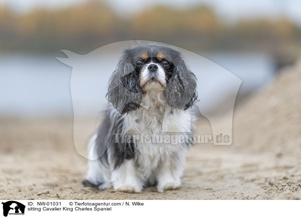 sitting Cavalier King Charles Spaniel / NW-01031