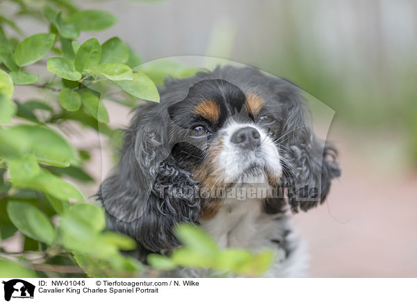 Cavalier King Charles Spaniel Portrait / NW-01045
