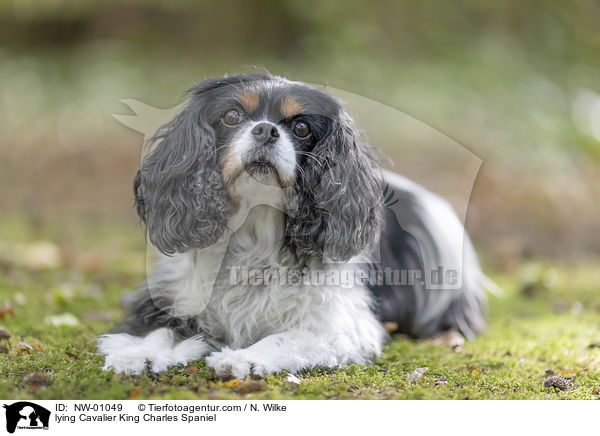 lying Cavalier King Charles Spaniel / NW-01049