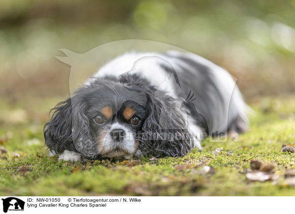 lying Cavalier King Charles Spaniel / NW-01050