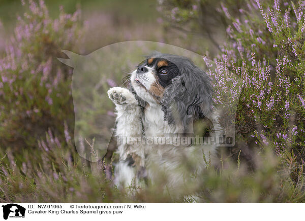 Cavalier King Charles Spaniel gives paw / NW-01065