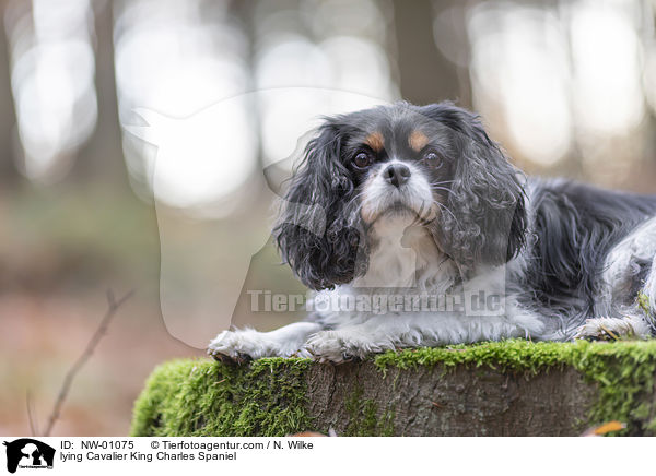 lying Cavalier King Charles Spaniel / NW-01075