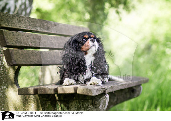 lying Cavalier King Charles Spaniel / JAM-01004
