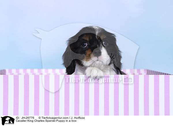 Cavalier King Charles Spaniel Welpe in einer Box / Cavalier King Charles Spaniel Puppy in a box / JH-26776