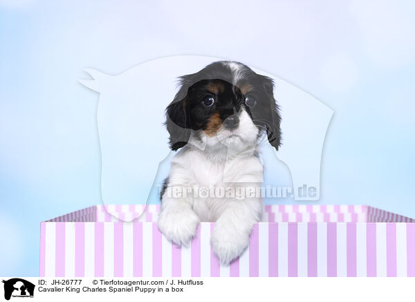 Cavalier King Charles Spaniel Welpe in einer Box / Cavalier King Charles Spaniel Puppy in a box / JH-26777