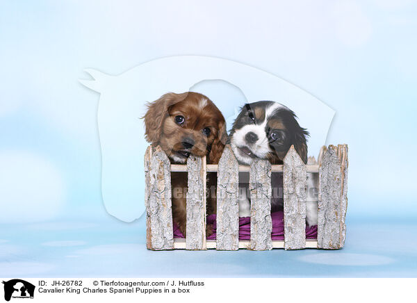 Cavalier King Charles Spaniel Welpen in einer Kiste / Cavalier King Charles Spaniel Puppies in a box / JH-26782