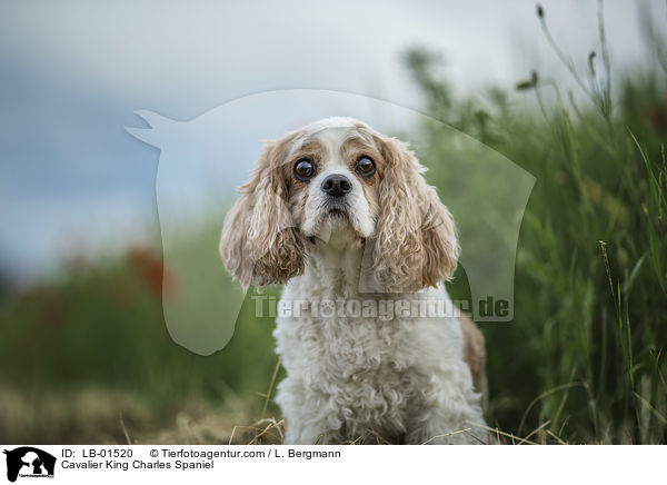 Cavalier King Charles Spaniel / Cavalier King Charles Spaniel / LB-01520