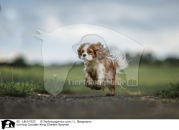 rennender Cavalier King Charles Spaniel / running Cavalier King Charles Spaniel / LB-01527