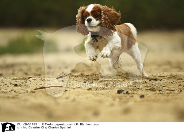 rennender Cavalier King Charles Spaniel / running Cavalier King Charles Spaniel / KB-01195