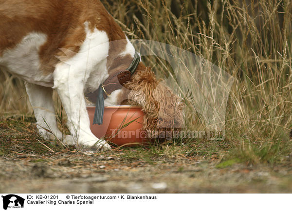 Cavalier King Charles Spaniel / Cavalier King Charles Spaniel / KB-01201