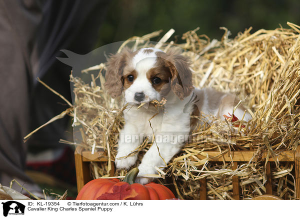 Cavalier King Charles Spaniel Welpe / Cavalier King Charles Spaniel Puppy / KL-19354