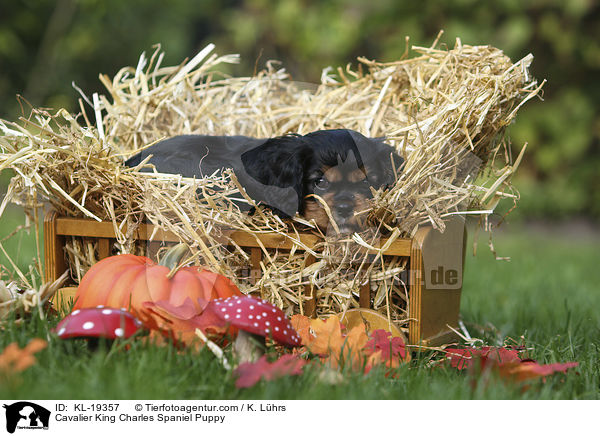 Cavalier King Charles Spaniel Welpe / Cavalier King Charles Spaniel Puppy / KL-19357