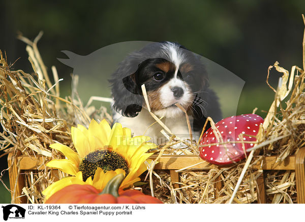 Cavalier King Charles Spaniel Welpe Portrait / Cavalier King Charles Spaniel Puppy portrait / KL-19364