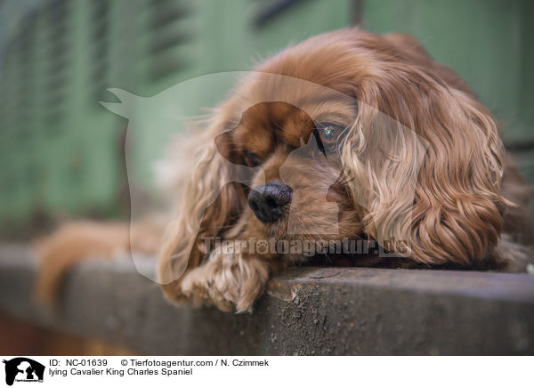 lying Cavalier King Charles Spaniel / NC-01639