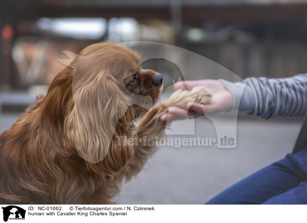 Mensch mit Cavalier King Charles Spaniel / human with Cavalier King Charles Spaniel / NC-01662