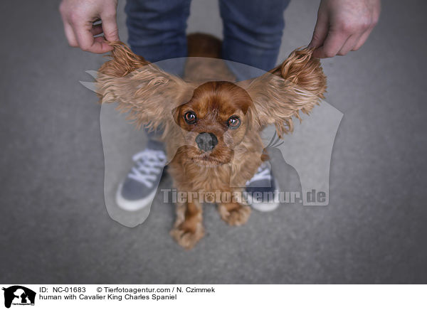 Mensch mit Cavalier King Charles Spaniel / human with Cavalier King Charles Spaniel / NC-01683