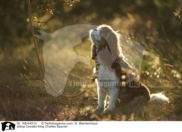 sitzender Cavalier King Charles Spaniel / sitting Cavalier King Charles Spaniel / KB-04510