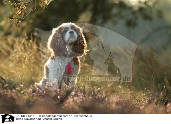 sitting Cavalier King Charles Spaniel / KB-04515