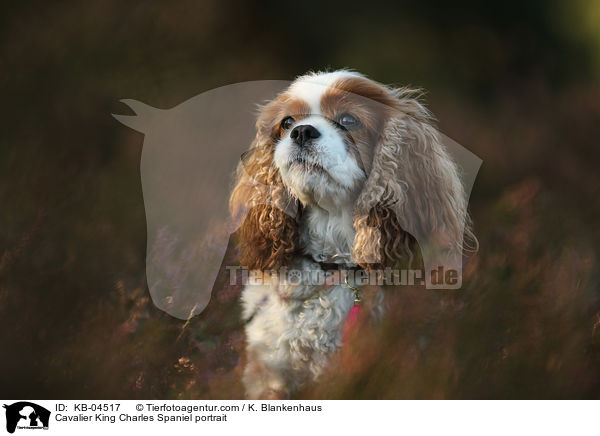 Cavalier King Charles Spaniel Portrait / Cavalier King Charles Spaniel portrait / KB-04517