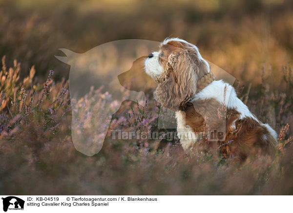 sitzender Cavalier King Charles Spaniel / sitting Cavalier King Charles Spaniel / KB-04519